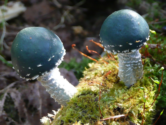 Мицелий Строфарии сине-зеленой / Псилоцибе аеругиноса (Stropharia aeruginosa)